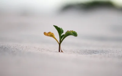 Facilitation de groupe : de la sécurité à l&rsquo;audace, la compassion comme levier de croissance